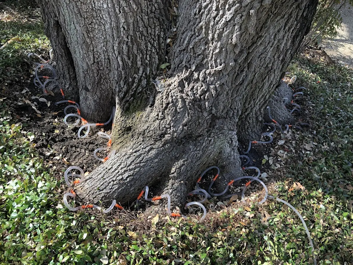 Detailed Tree Cabling and Bracing job site in Hemlock