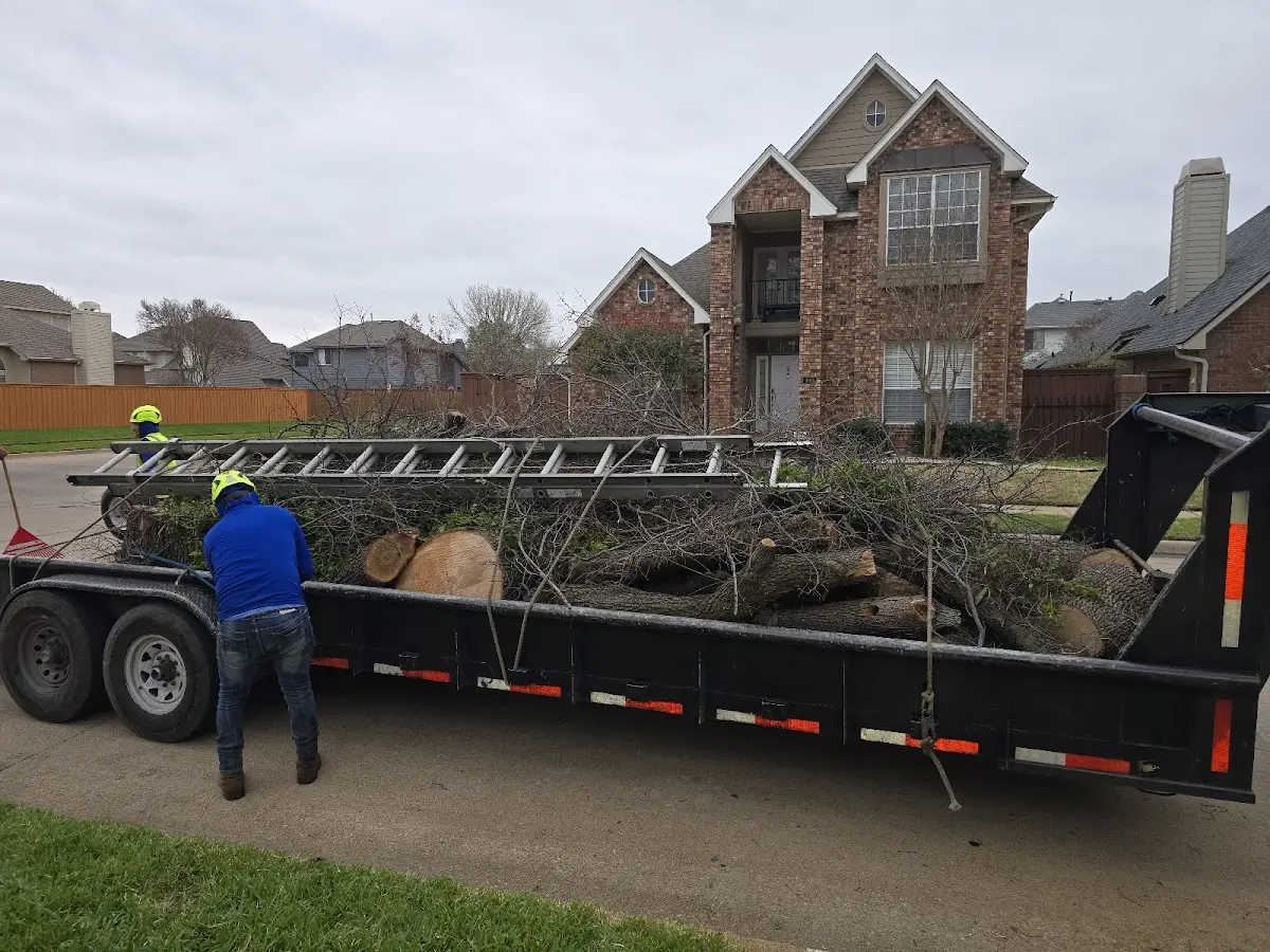 Expert Tree Removal with proper safety equipment in Hemlock